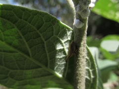 Enchenopa brasiliensis