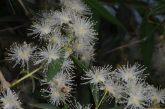 Blepharocalyx salicifolius