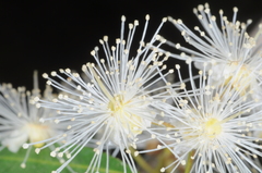 Blepharocalyx salicifolius