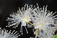 Blepharocalyx salicifolius