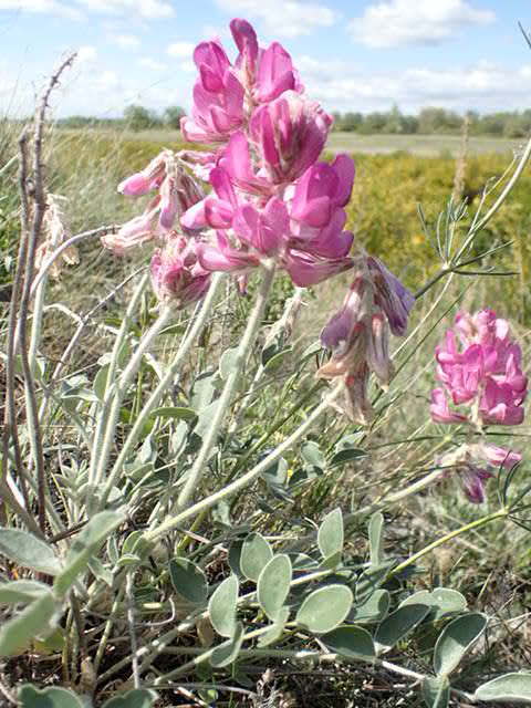 Hedysarum argyrophyllum