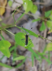 Plapigus circumcinctus