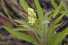 Persicaria tomentosa