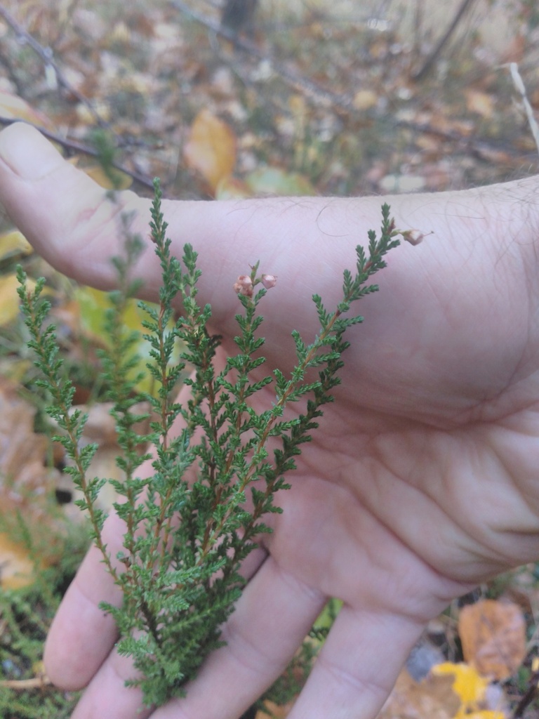 Calluna vulgaris
