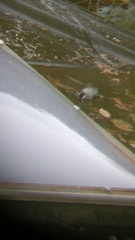 Parus major