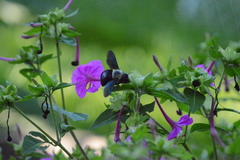 Xylocopa grisescens
