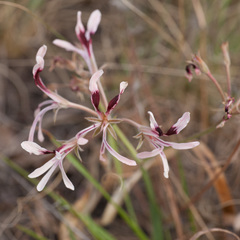 Pelargonium longifolium