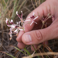 Pelargonium longifolium