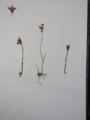Arethusa bulbosa