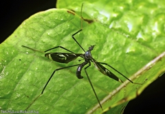 Hexatoma flavitarsis