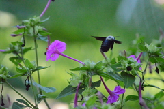 Xylocopa grisescens