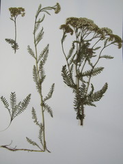 Achillea millefolium image
