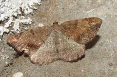 Chiasmia brongusaria