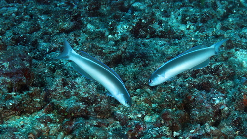 Hoplolatilus cuniculus observed 2025-10-02