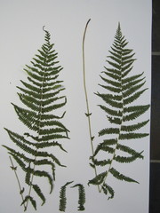 Amauropelta noveboracensis image