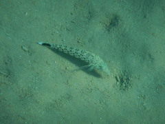 Parapercis hexophtalma
