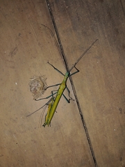 Tithonophasma tithonus