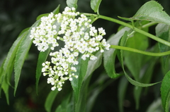Sambucus australis