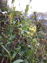 Calceolaria microbefaria