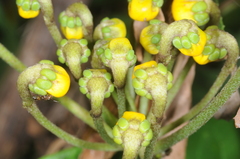 Stigmaphyllon bonariense