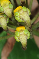 Stigmaphyllon bonariense