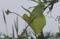 Stigmaphyllon bonariense