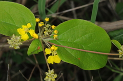 Stigmaphyllon bonariense