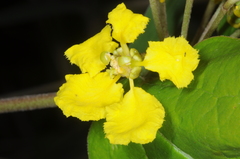 Stigmaphyllon bonariense