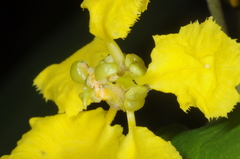 Stigmaphyllon bonariense