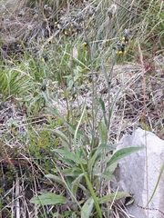 Hieracium avilae