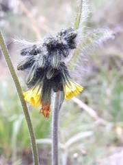 Hieracium avilae