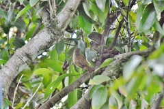 Cantorchilus leucotis