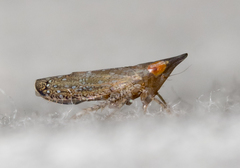 Scaphytopius acutus