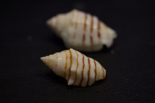 Lined conch (Conomurex fasciatus)