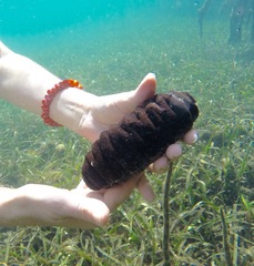 Holothuria mexicana