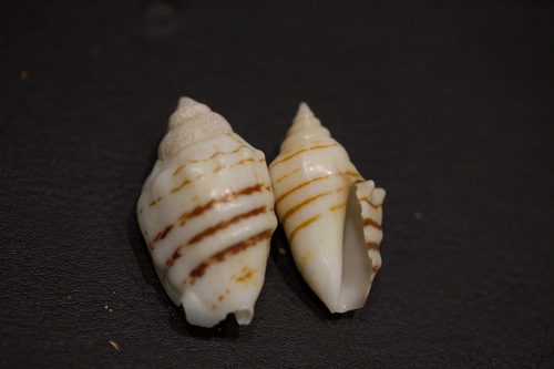 Lined conch (Conomurex fasciatus)