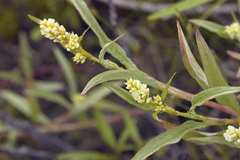 Persicaria tomentosa