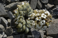 Notothlaspi rosulatum