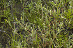 Persicaria tomentosa