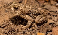 Rhinella humboldti