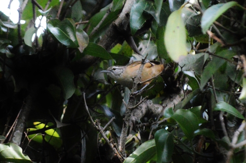 Buff-breasted Wren (Cantorchilus leucotis), photo 3