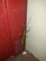 Tithonophasma tithonus