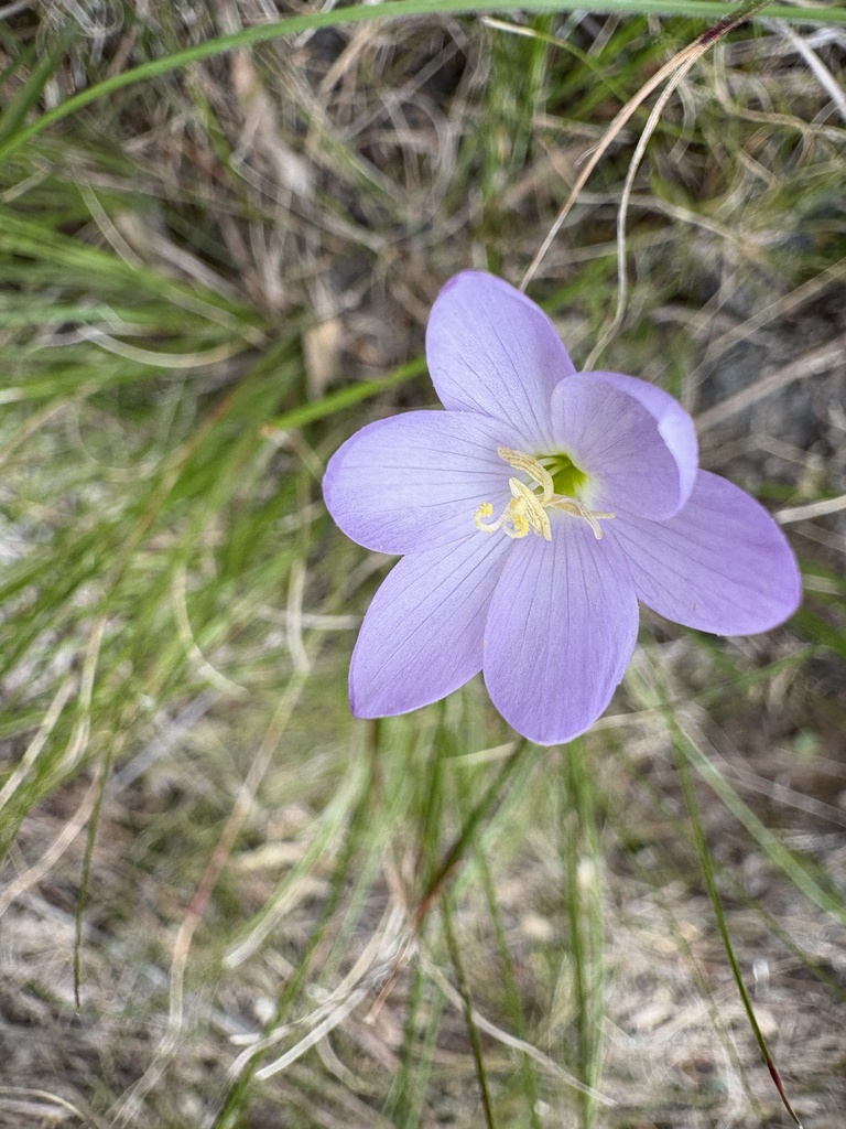 Geissorhiza hesperanthoides, Overberg District Municipality, South Africa