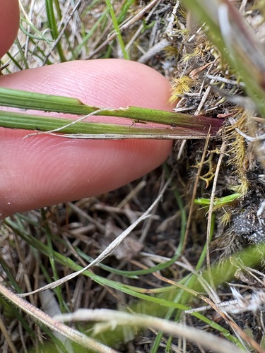 Geissorhiza hesperanthoides