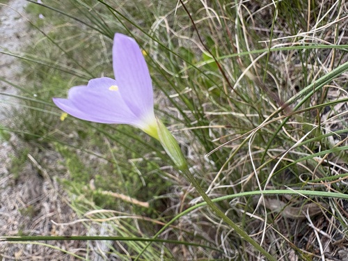 Geissorhiza hesperanthoides