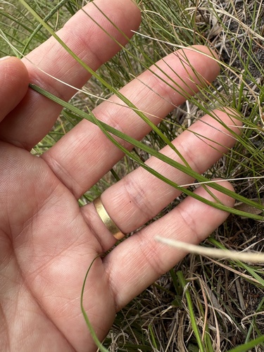 Geissorhiza hesperanthoides