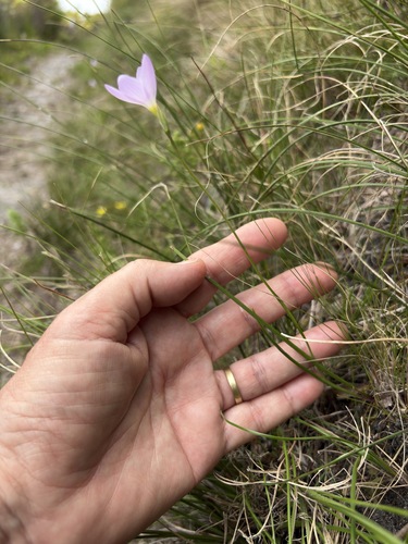 Geissorhiza hesperanthoides