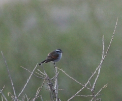 Ochthoeca leucophrys