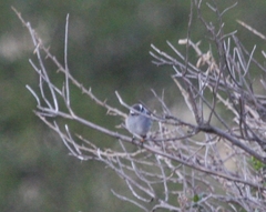 Ochthoeca leucophrys