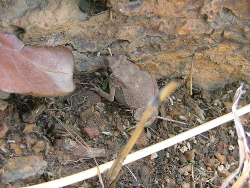 Egyptian Toad